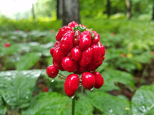 Ginseng Berry