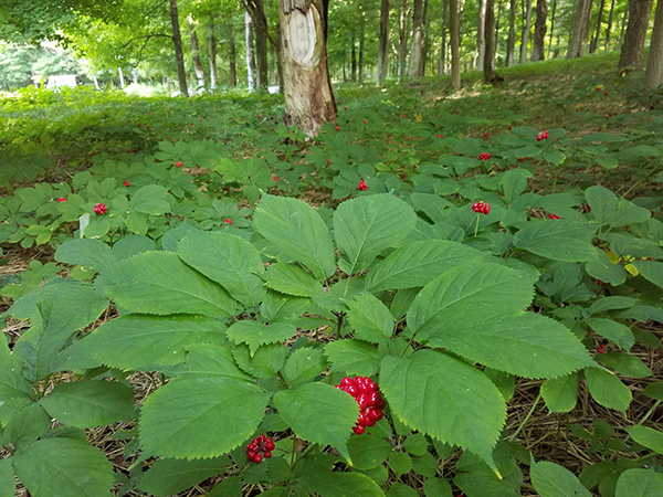 Ginseng Plants