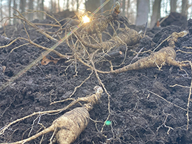 Fresh Ginseng Root