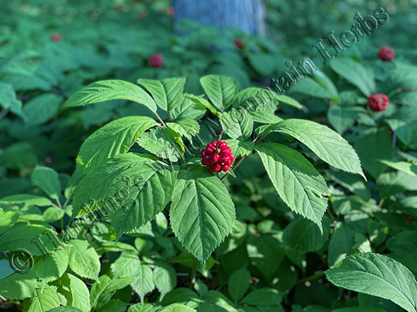 Ginseng Plant