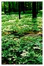 panax_quinquefolius-hardings-june2003i.jpg